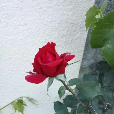 Lejlighed Estudio Privado 30 Km Lisboa Gradil